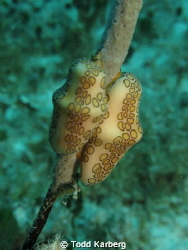 flamingo tongue nudibranch by Todd Karberg 